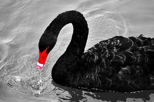 灰犀牛和黑天鵝指什么