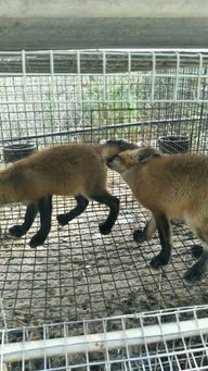 白狐跟赤狐哪個好養