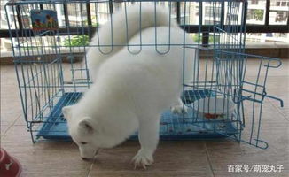 白狐跟赤狐哪個好養