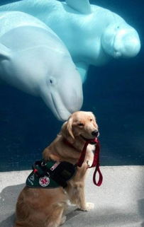 白鯨智商相當(dāng)于人幾歲