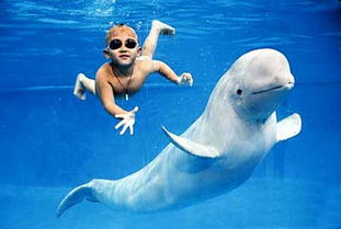 白鯨智商相當(dāng)于人幾歲