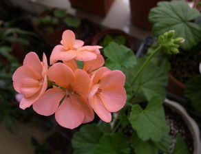 白鼠尾草為什么晚上不能點