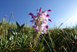 白鼠尾草為什么晚上不能點