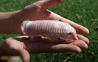 百粉色犰狳是什么動物