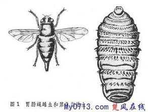 膚蠅蛆中國有嗎