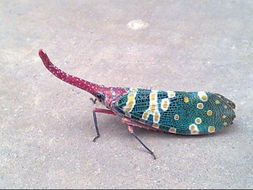 花大姐是什么昆蟲