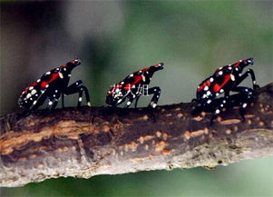 花大姐是什么昆蟲