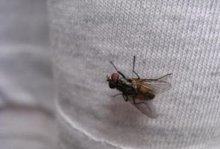 蒼蠅是什么變的