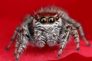 蒼蠅是益蟲還是害蟲