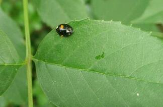 草蛉是蚜蟲的天敵嗎