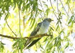 布谷鳥叫有什么征兆