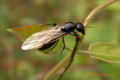 弓背蟻幼蟲多長時間成蟲