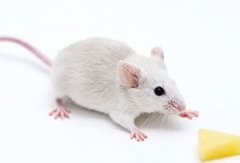 當小白鼠什么意思