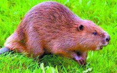 河貍是什么動物