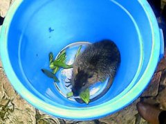 河貍鼠是幾級保護動物