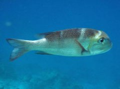 河豚是淡水魚還是咸水魚