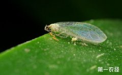 草蛉是益蟲還是害蟲