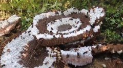 虎頭蜂長什么樣