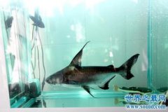 虎頭鯊和鸚鵡可以混養