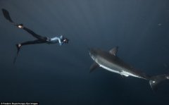 虎鯊和大白鯊誰厲害