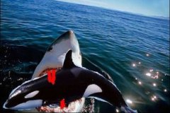 虎鯊和虎鯨誰厲害