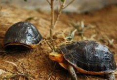 黃緣閉殼龜好養嗎