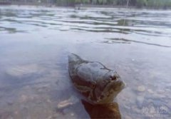 釣黑魚用什么餌料