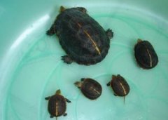 閉殼龜是什么意思