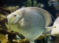 黃花魚是海魚還是淡水魚