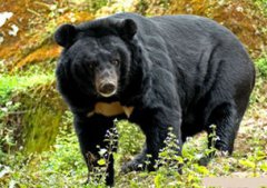 黑熊是國家幾級保護動物