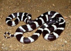 黑白王蛇和銀環蛇有什么不同