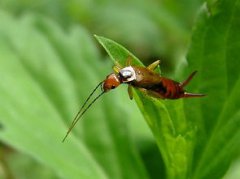 蠼螋是害蟲還是益蟲