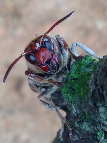 虎頭蜂怎么養(yǎng)