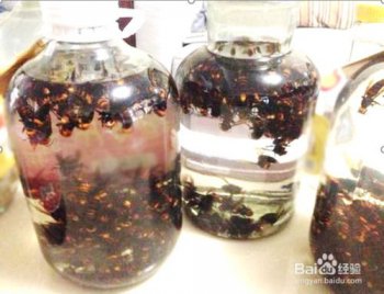 虎頭蜂泡酒怎么泡