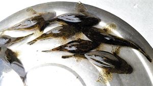 虎頭鯊變白怎么回事