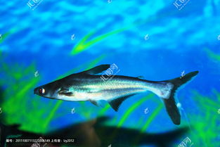 虎頭鯊和鸚鵡可以混養(yǎng)