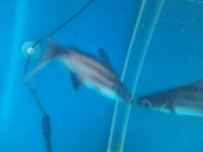 虎頭鯊和鸚鵡可以混養(yǎng)