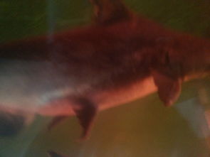 虎頭鯊好養(yǎng)嗎