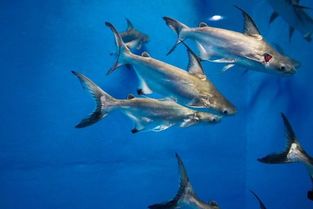 虎頭鯊好養(yǎng)嗎