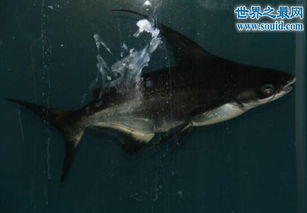 虎頭鯊能長多大