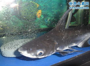 虎頭鯊能長多大