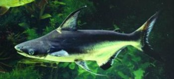 虎頭鯊能長多大