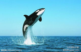 虎鯊和虎鯨誰厲害