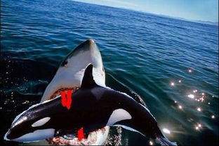 虎鯊和虎鯨誰厲害