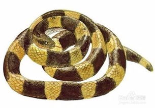 被金環(huán)蛇咬了怎么辦