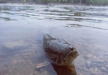 釣黑魚用什么餌料