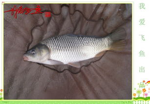 飛魚是怎么保護自己的