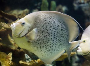 黃花魚是海魚還是淡水魚
