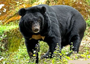 黑熊是國家幾級保護動物