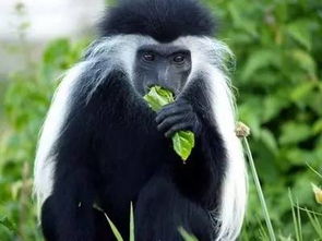 黑白疣猴名字的由來是什么